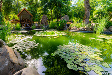 Pond Landscaping With Aquatic Plants And Water Lilies