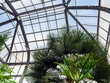Exotic trees and plants under a roof in a greenhouse. Maintaining the climate for thermophilic plants in the botanical garden.