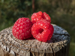 Three ripe red raspberries (Rubus idaeus) on the wooden pole with nature background