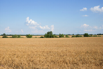 Several trees amidst a vast field of ripe wheat in summer. Agricultural land before harvesting grain. Picturesque rural landscape. Fluffy white clouds against the blue sky.