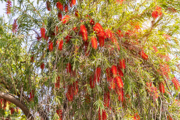 Wall Mural - Callistemon viminalis  plant with green and red leaves citrius