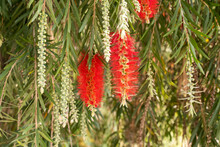 Callistemon Viminalis  Plant With Green And Red Leaves Citrius
