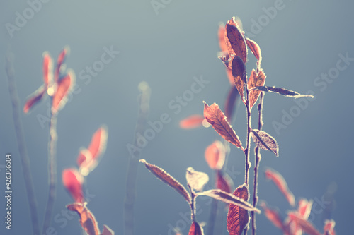 Obraz Dibond Frosted trees with yellow leaves on the shore of lake in misty morning. Macro image, shallow depth of field. Blurred nature background