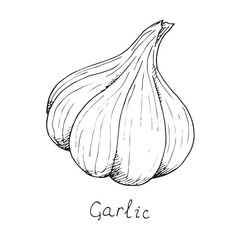 Head of garlic. traditional medicine. Herb. Whole plant, fresh root, peel. Spicy condiment. Isolated clipart set on white background. Hand-drawn ink sketch.