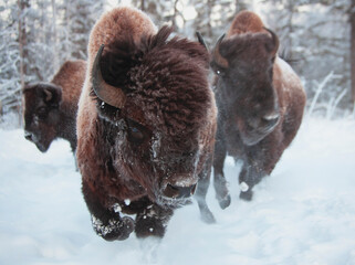 bison running in the snow to the far focus