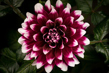 Beautiful flower Dahlia blooming. Top view of blossom big flower Dahlia on green leaves background.