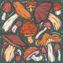 Hand-drawn Colorful Forest Wild Collection Of Assorted Edible Mushrooms, Leaves And Berries. Can Be Used For Menu Design, Label, Icon, Recipe, Packaging, Web. Botanical Vector Set