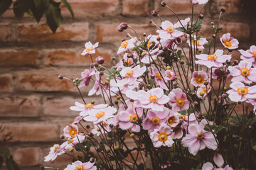 Sticker - Closeup shot of beautiful pink Anemone flowers blooming in a garden