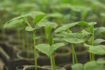  Cucumber plants in a greenhouse close up. Green background. Agricultural work concept in spring