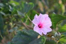 Selective Focus Shot Of Pink Morning Glory Flower In The Garden
