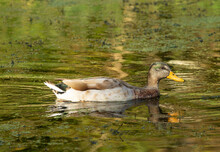 Immature Mallard Duck Swimming In The Water Of The Canal