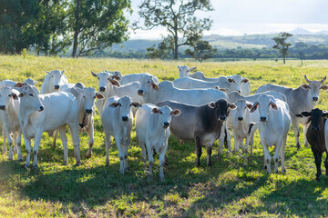 Wall Mural - herd of Nellore cattle on pasture