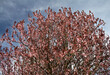 © Taddeo - flowers and sky