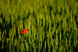 Fototapeta  - poppy in the field