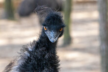 Emu, Angry Bird, Böser Blick, Komischer Vogel, Frisur