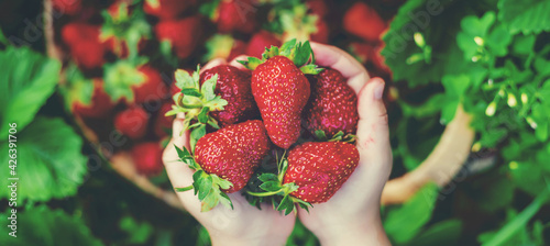 Obraz Dibond A child with strawberries in the hands. Selective focus.