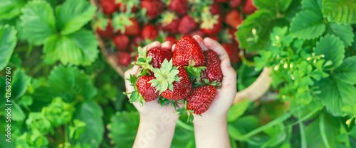 Obraz Dibond A child with strawberries in the hands. Selective focus.