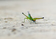 © Saromfocus - Grasshopper Payaso - Paramastax nordestensis macho