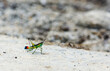 © Saromfocus - Grasshopper Payaso - Paramastax nordestensis macho