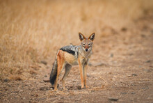 A Black-backed Jackal (Lupulella Mesomelas) By The Side Of A Dirt Road Through The Grasslands Of Kruger National Park, South Africa