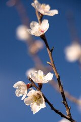 Wall Mural -  White Almond blossom flower against a blue sky, vernal blooming of almond tree flowers in Spain