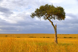 Fototapeta Sawanna - Tree in a savanna
