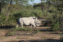 Two Rhinos In A National Park In Botswana