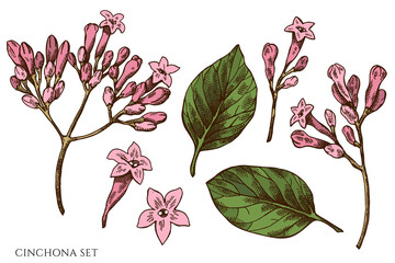 Vector set of hand drawn colored cinchona