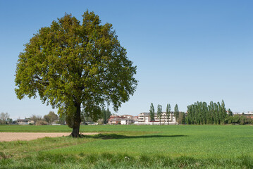 paesaggio di campagna in primavera