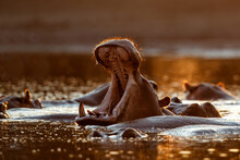 Hippopotamus Yawning With Back Lit During Sunset  In A Pool In Mana Pools National Park In Zimbabwe