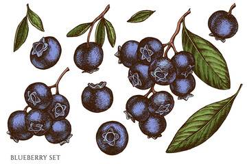 Wall Mural - Vector set of hand drawn colored blueberry