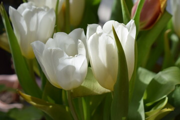 Canvas Print - blühende Tulpe