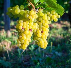 Wall Mural - Green vineyards located on hills of  Jura French region, white savagnin grapes ready to harvest and making white and special jaune wine, France