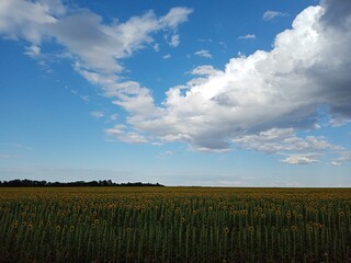 field and sky