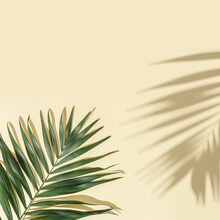 Summer Minimal Background With Natural Green Palm Leaves With Sun Shadows. Pastel Colored Aesthetic Photo With Palm Plant.