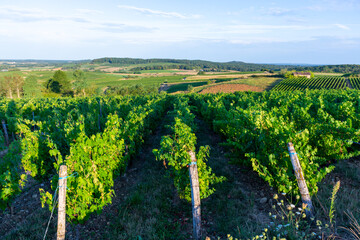 Wall Mural - Green vineyards located on hills of  Jura French region ready to harvest and making red, white and special jaune wine, France