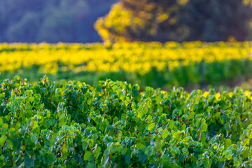 Canvas Print - Green vineyards located on hills of  Jura French region ready to harvest and making red, white and special jaune wine, France