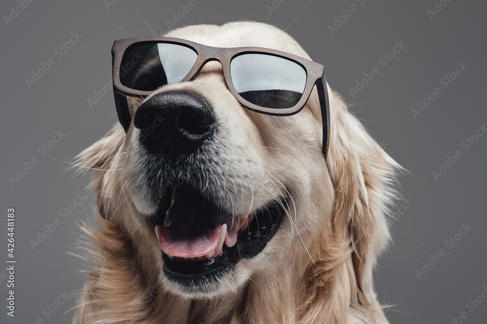 Headshot of a pretty dog wearing sunglasses in gray background - obrazy, fototapety, plakaty 