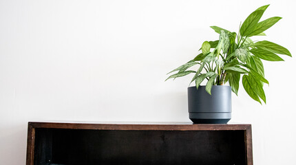 Poster - Closeup shot of a potted houseplant on a dresser