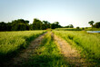 Tire trails cut through a Ranch grass field in North Texas.