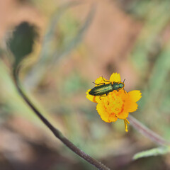 Wall Mural - Detail of a small metallic green beetle on a yellow flower