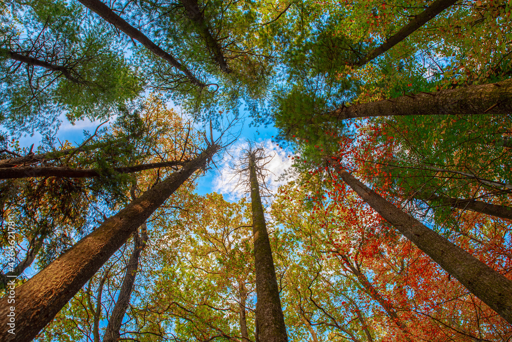 jesień drzewa w lesie - obrazy, fototapety, plakaty 