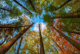 Fototapeta Na sufit - jesień drzewa w lesie