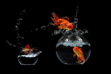 Wall Mural - Gold fish jumping in aquariuam on black background
