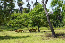 Group Of Roe Deer Grazing In The Scenic Forest