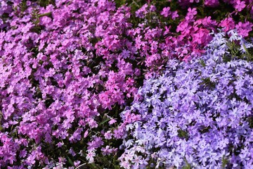 Canvas Print - Moss phlox blooms pink, purple, blue and other flowers from spring to early summer, and it looks like a carpet of flowers.