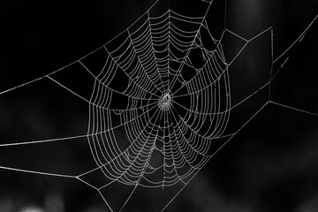 spider web with some dew backlit by the early morning sun at the san jacinto wildlife area near lake