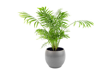 Wall Mural - Chamaedorea Elegans in pot isolated on white background. Parlour Palm in gray flowerpot, houseplant green leaves