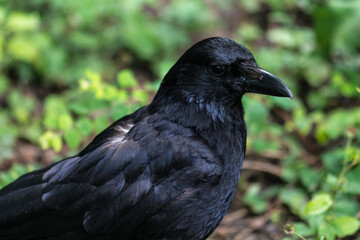 Portrait of a Common Raven (Corvus corax)