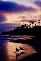 A silhouette of two seagulls walking on the sand where the ocean reaches at sunset with palm trees in the distance.